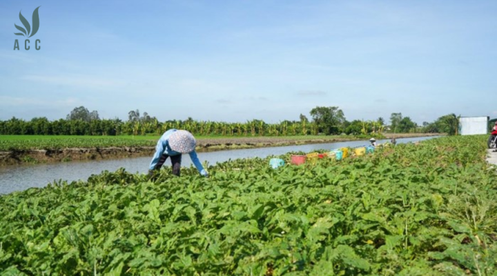 Cánh đồng, bờ kênh Củ trắng