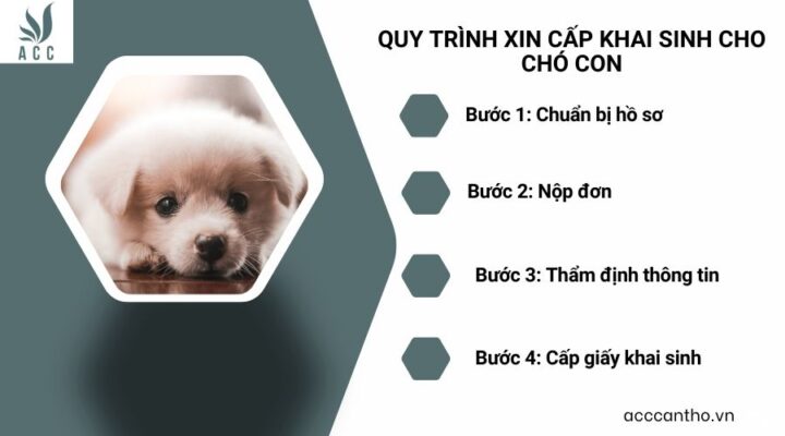Quy trình xin cấp khai sinh cho chó con