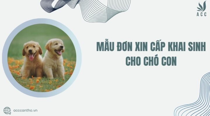 Mẫu đơn xin cấp khai sinh cho chó con