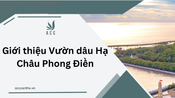 Giới thiệu Vườn dâu Hạ Châu Phong Điền