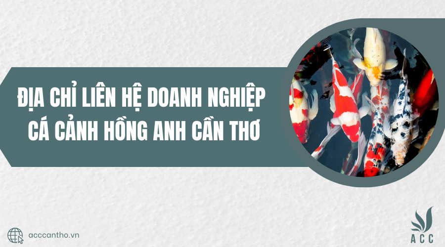 cá cảnh hồng anh cần thơ