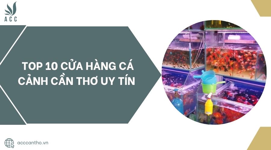 Top 10 cửa hàng cá cảnh Cần Thơ uy tín.jpg
