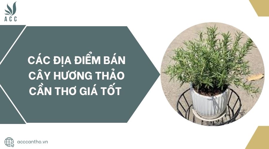 Các địa điểm bán cây hương thảo Cần Thơ giá tốt.jpg