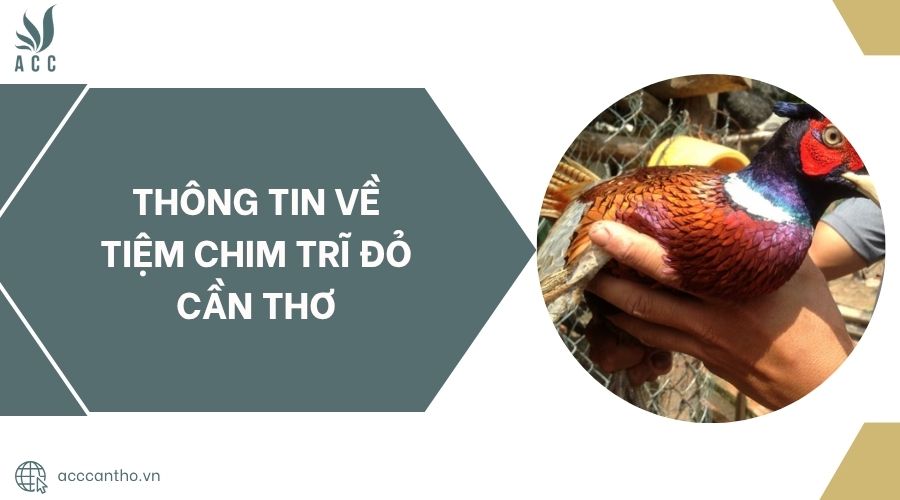 Thông tin về Tiệm Chim Trĩ Đỏ Cần Thơ.jpg