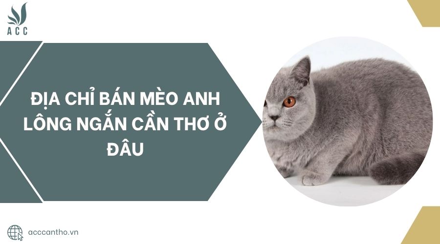 Địa chỉ bán mèo anh lông ngắn Cần Thơ ở đâu.jpg