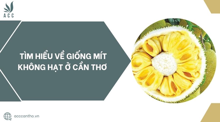 Tìm hiểu về giống mít không hạt ở Cần Thơ.jpg