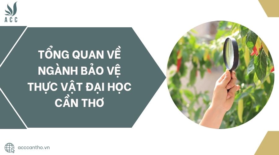 Tổng quan về Ngành Bảo vệ thực vật Đại học Cần Thơ.jpg
