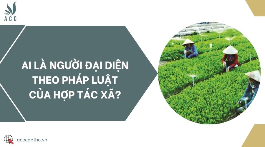 Ai là người đại diện theo pháp luật của hợp tác xã?