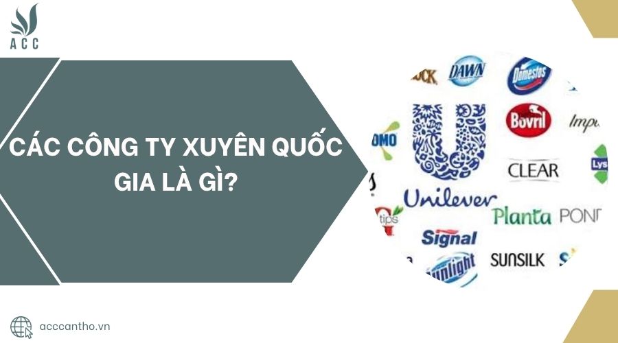 Các công ty xuyên quốc gia là gì?