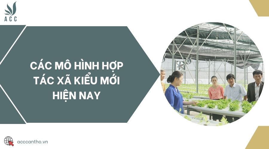 Các mô hình hợp tác xã kiểu mới hiện nay