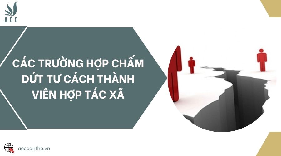 Các trường hợp chấm dứt tư cách thành viên hợp tác xã
