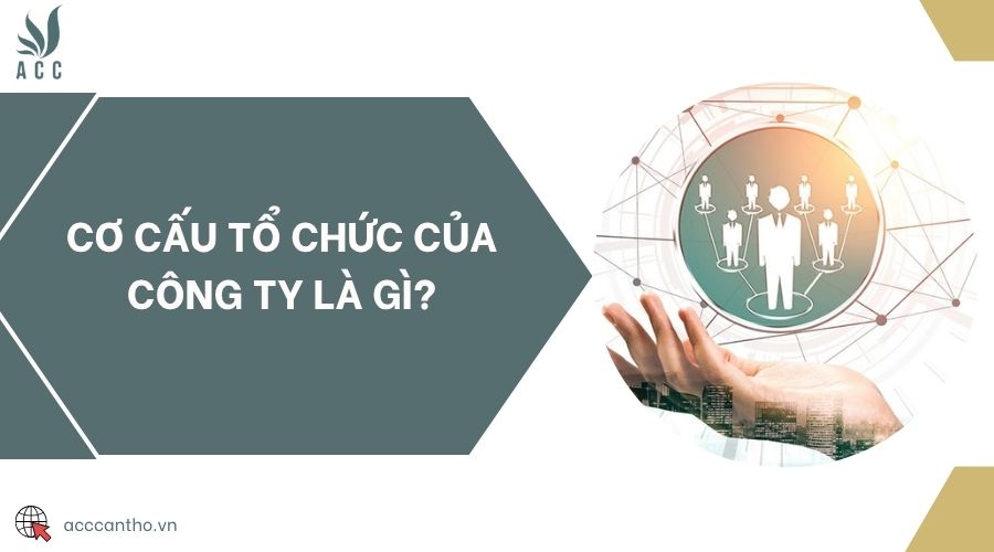 Cơ cấu tổ chức của công ty là gì?
