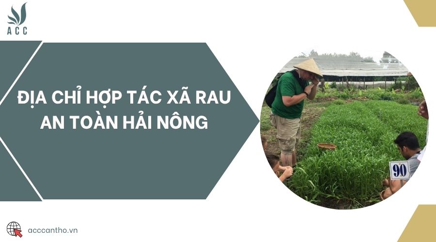 Địa chỉ Hợp tác xã rau an toàn Hải Nông