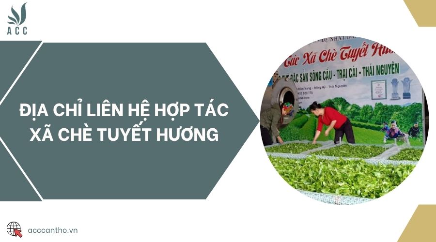 Địa chỉ liên hệ Hợp tác xã chè Tuyết Hương