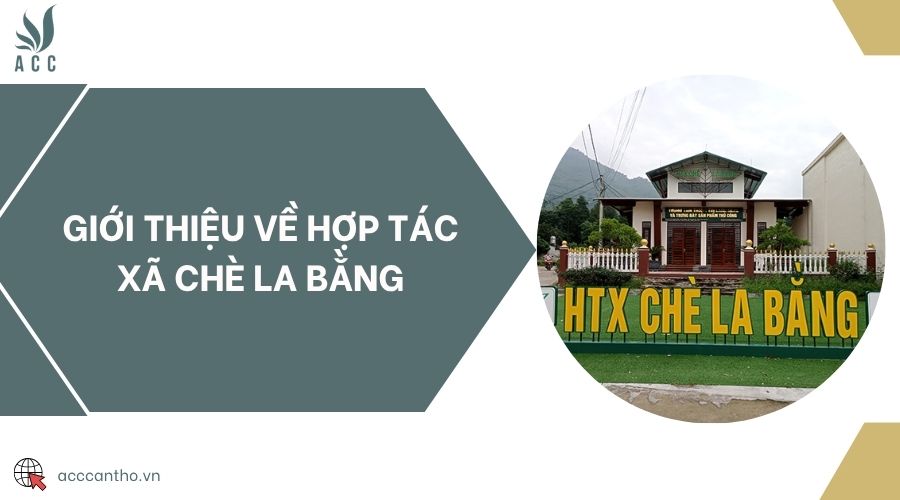 Giới thiệu về Hợp tác xã chè La Bằng