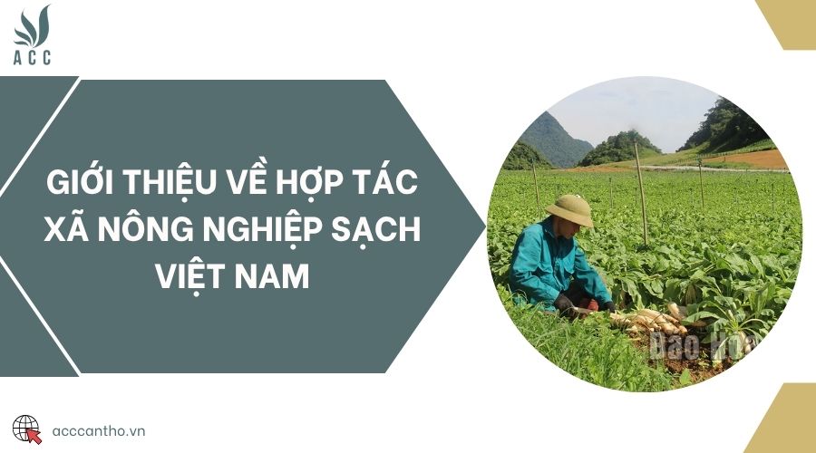 Giới thiệu về Hợp tác xã nông nghiệp sạch Việt Nam