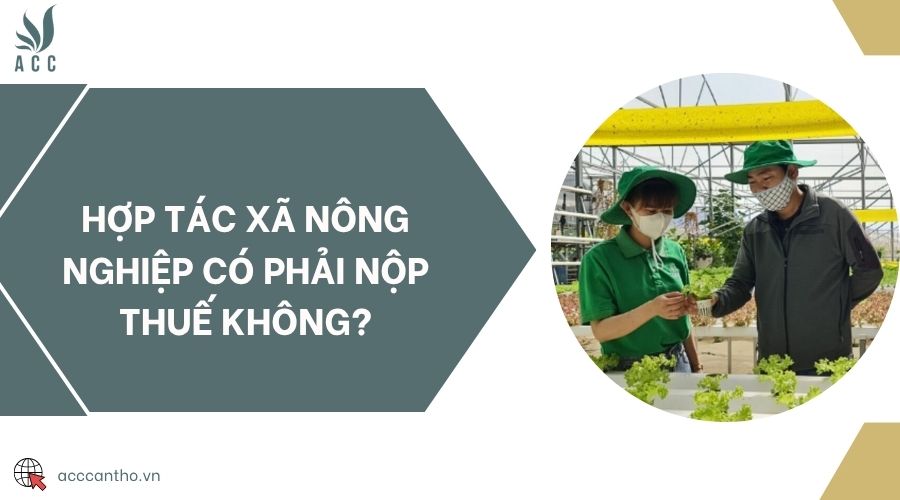 Hợp tác xã nông nghiệp có phải nộp thuế không?