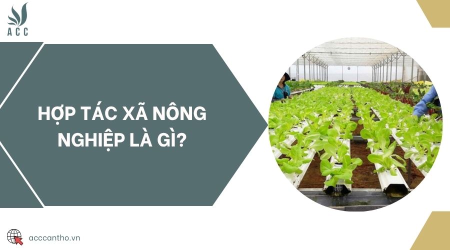 Hợp tác xã nông nghiệp là gì?
