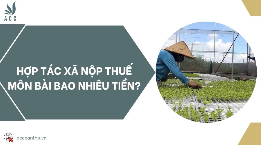 Hợp tác xã nộp thuế môn bài bao nhiêu tiền?