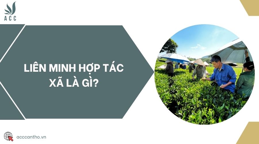 Liên minh hợp tác xã là gì?