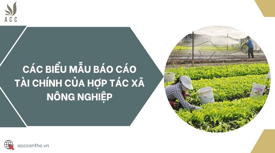 Các biểu mẫu báo cáo tài chính của hợp tác xã nông nghiệp