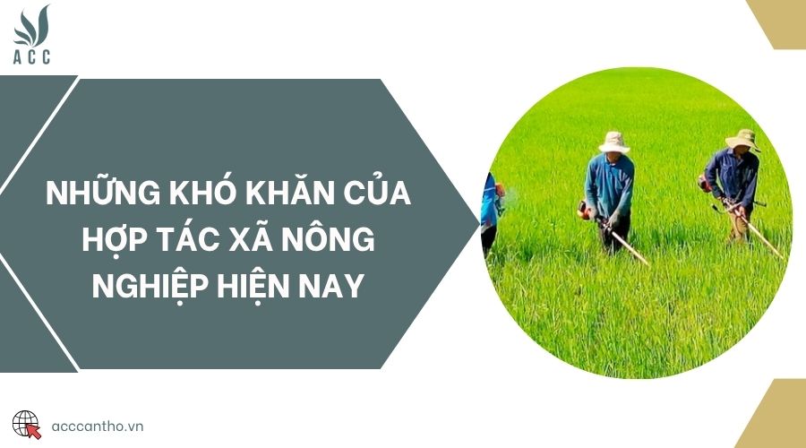 Những khó khăn của hợp tác xã nông nghiệp hiện nay