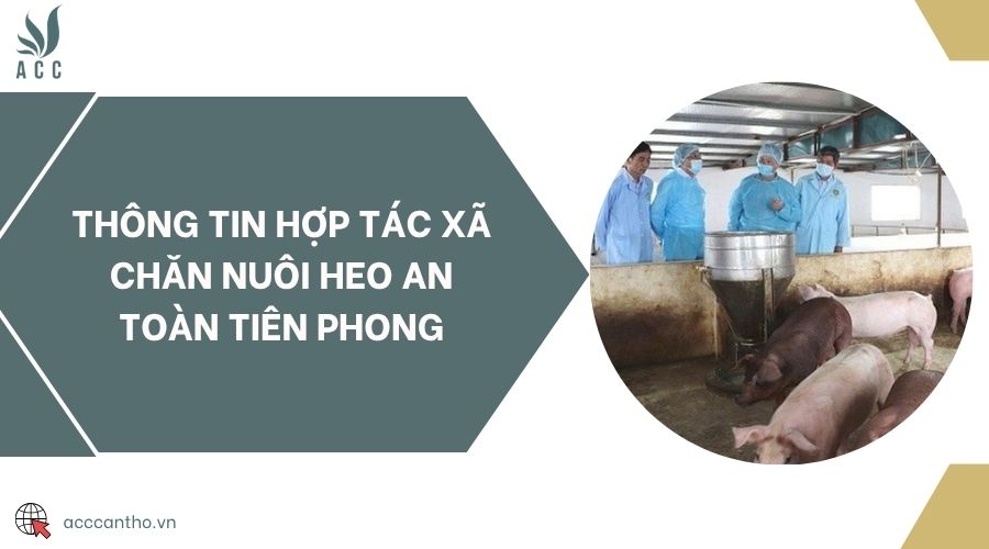 Thông tin Hợp tác xã chăn nuôi heo an toàn Tiên Phong