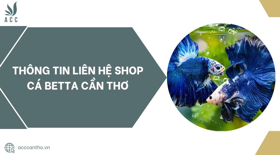 Thông tin liên hệ Shop cá Betta Cần Thơ