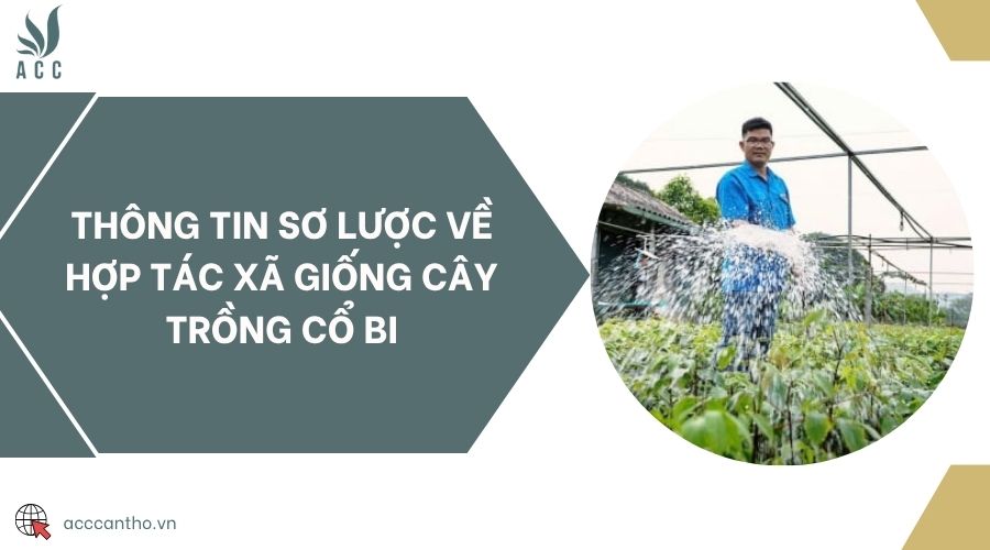 Thông tin sơ lược về Hợp tác xã giống cây trồng Cổ Bi