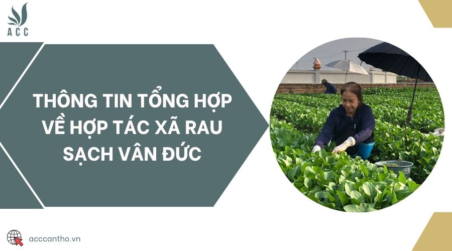 Thông tin tổng hợp về Hợp tác xã rau sạch Vân Đức