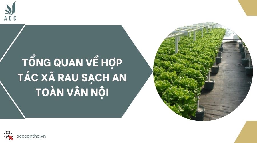 Tổng quan về Hợp tác xã rau sạch an toàn Vân Nội