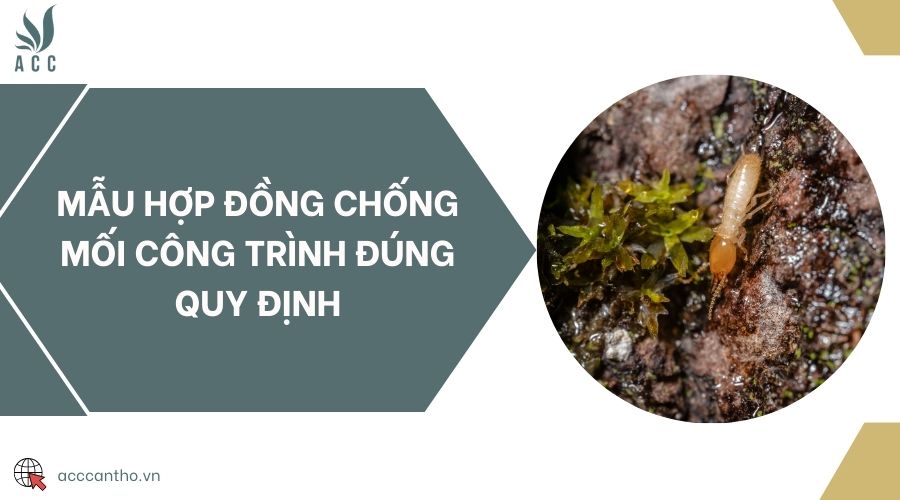 Mẫu hợp đồng chống mối công trình đúng quy định