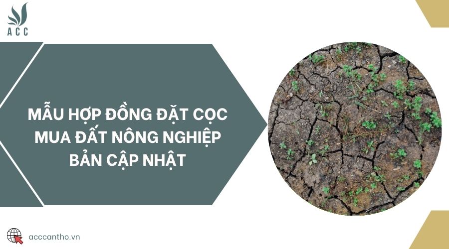 Mẫu hợp đồng đặt cọc mua đất nông nghiệp bản cập nhật