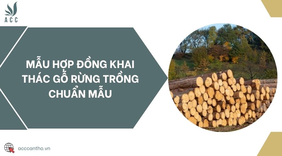 Mẫu hợp đồng khai thác gỗ rừng trồng chuẩn mẫu