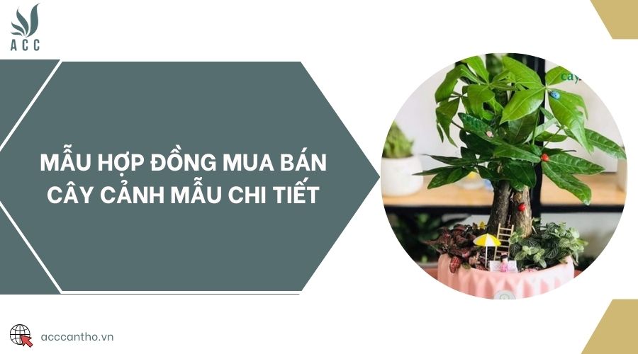 Mẫu hợp đồng mua bán cây cảnh mẫu chi tiết