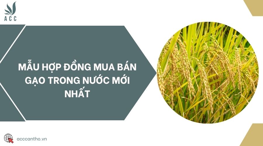 Mẫu hợp đồng mua bán gạo trong nước mới nhất