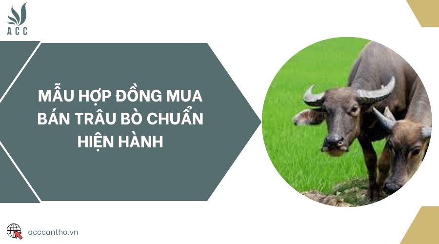 Mẫu hợp đồng mua bán trâu bò chuẩn hiện hành