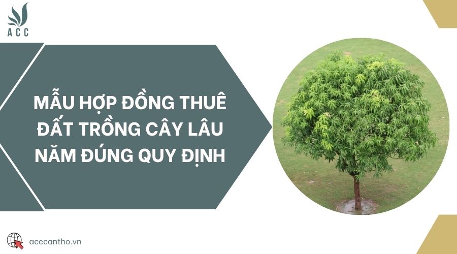 Mẫu hợp đồng thuê đất trồng cây lâu năm đúng quy định
