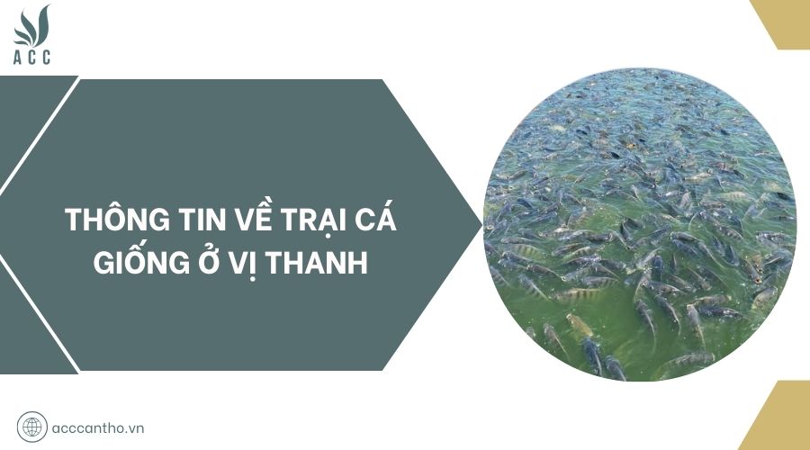 Thông tin về trại cá giống ở Vị Thanh
