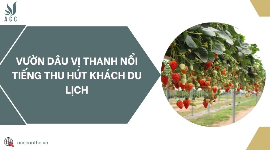 Vườn dâu Vị Thanh nổi tiếng thu hút khách du lịch