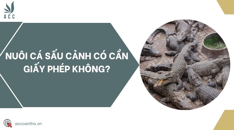 Nuôi cá sấu cảnh có cần giấy phép không?