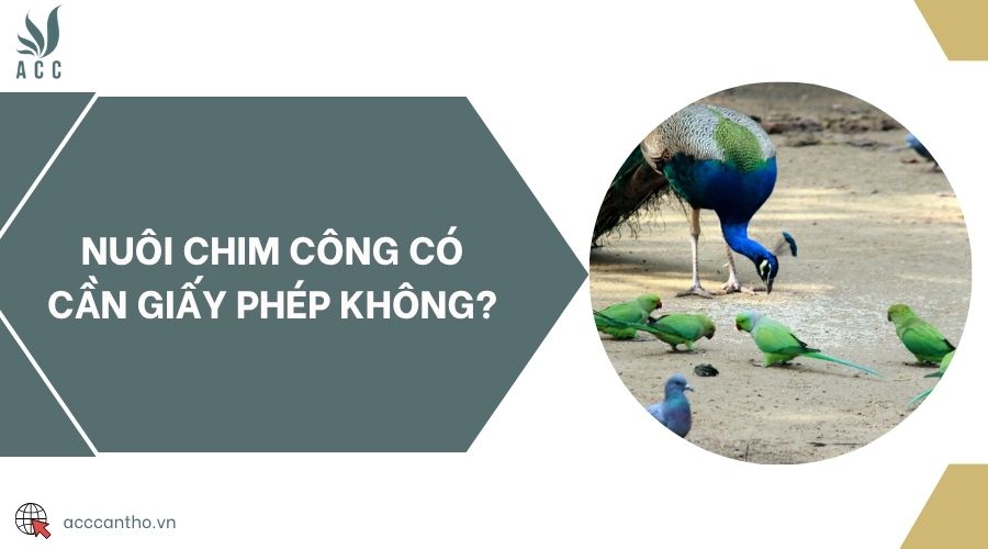Nuôi chim Công có cần giấy phép không?