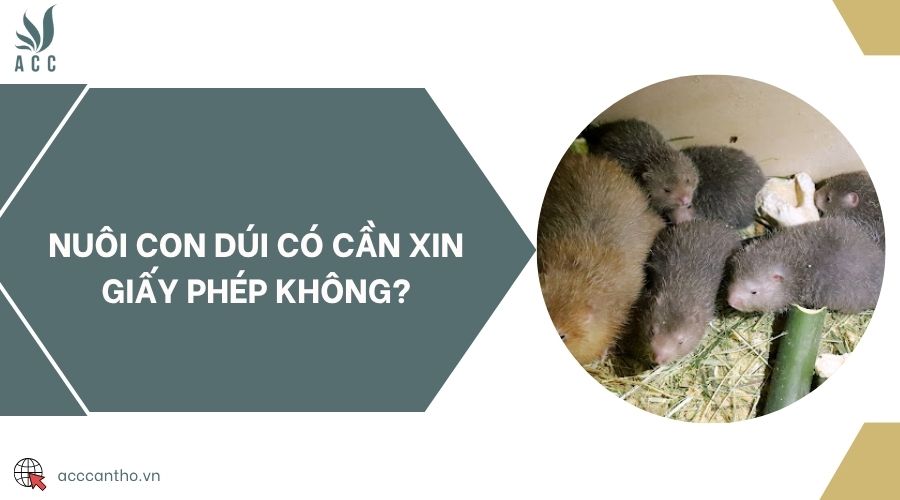 Nuôi con Dúi có cần xin giấy phép không?