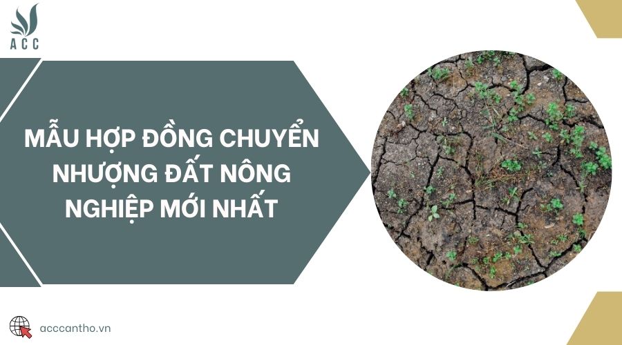 Mẫu hợp đồng chuyển nhượng đất nông nghiệp mới nhất