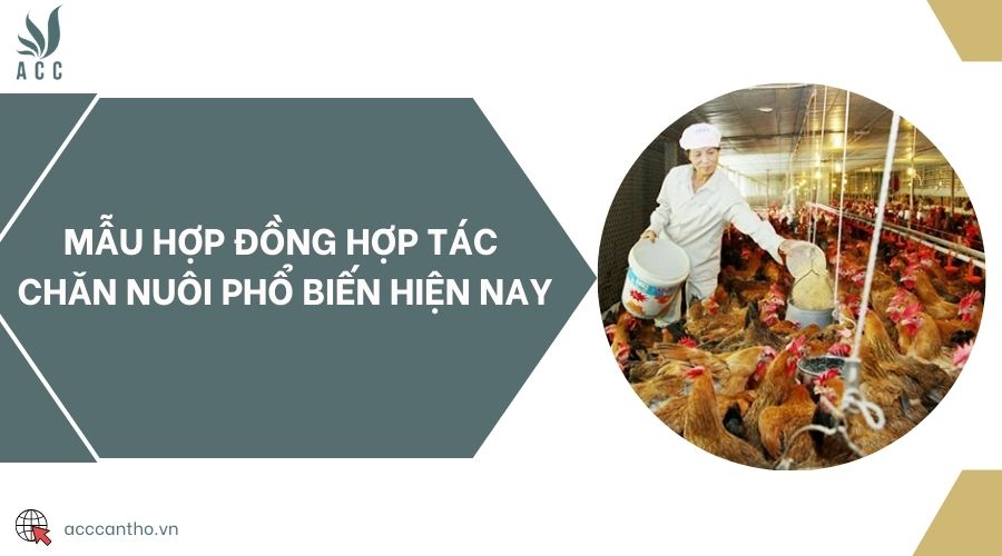 Mẫu hợp đồng hợp tác chăn nuôi phổ biến hiện nay