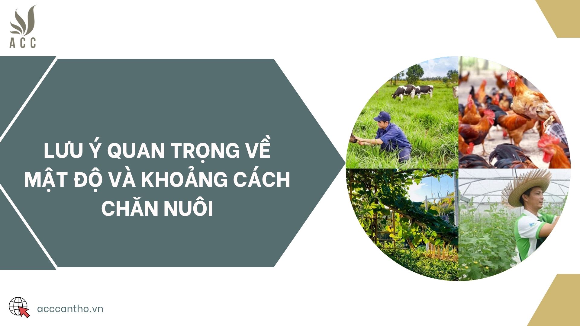 Lưu ý quan trọng về mật độ và khoảng cách chăn nuôi